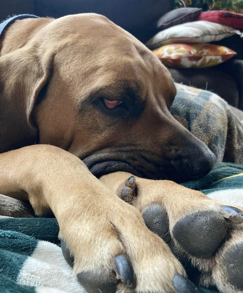 Tonka, an adoptable Mastiff, Bloodhound in Rockland, WI, 54653 | Photo Image 5