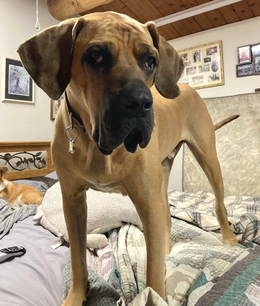 Tonka, an adoptable Mastiff, Bloodhound in Rockland, WI, 54653 | Photo Image 5