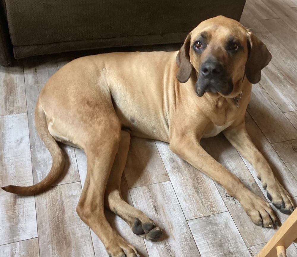 Tonka, an adoptable Mastiff, Bloodhound in Rockland, WI, 54653 | Photo Image 6