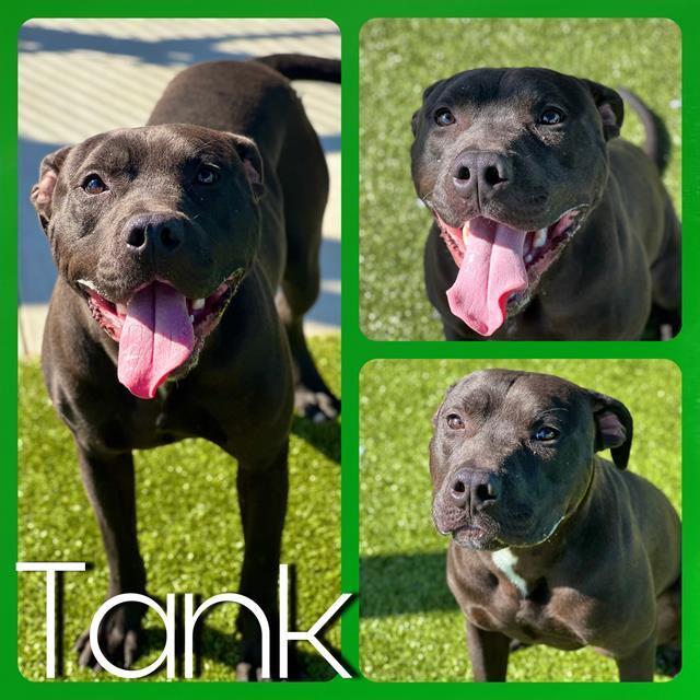 TANK