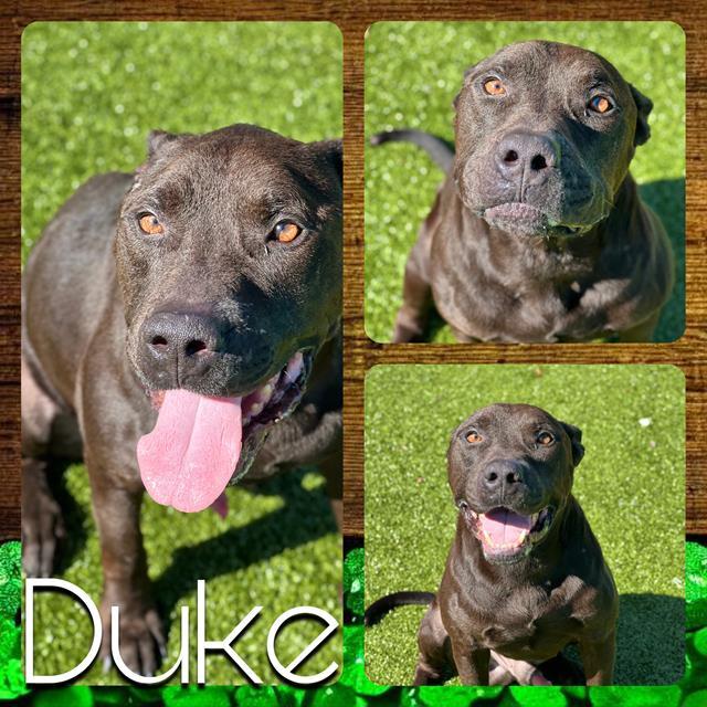 DUKE 1