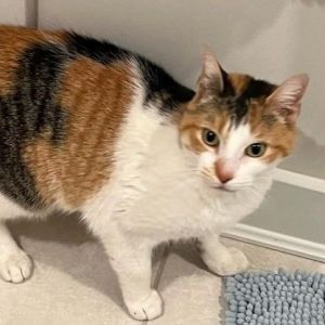 EUPHEMIA - MIA - is a sweet affectionate young lady She likes being petted and is ok being picked 