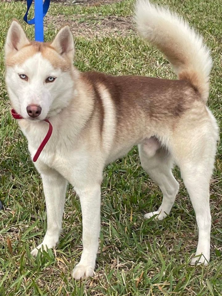 Sophie's circle hot sale husky rescue