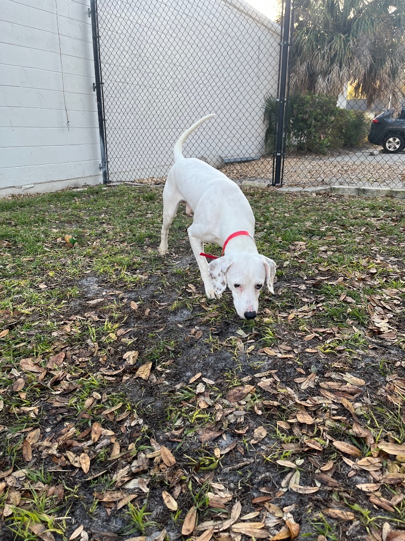 Dalmatian rescue of tampa sales bay