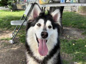 BERRY Mixed Breed Dog