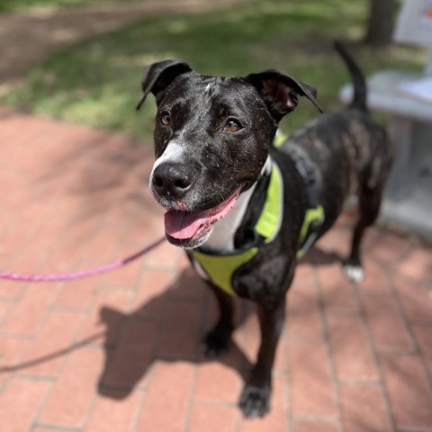 Pork Chop, an adoptable American Staffordshire Terrier in Corpus Christi, TX, 78415 | Photo Image 1