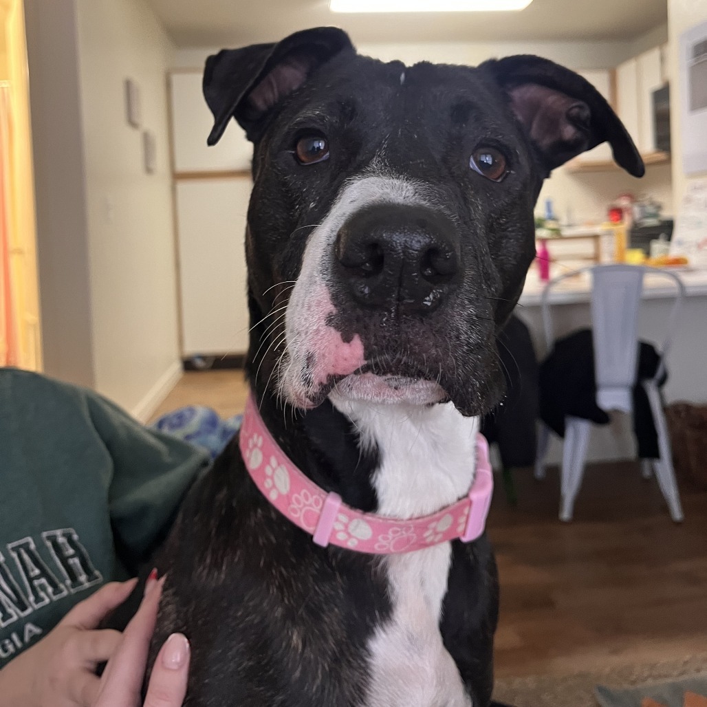 Pork Chop, an adoptable American Staffordshire Terrier in Corpus Christi, TX, 78415 | Photo Image 1
