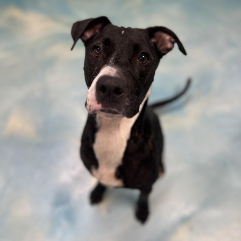 Pork Chop, an adoptable American Staffordshire Terrier in Corpus Christi, TX, 78415 | Photo Image 2