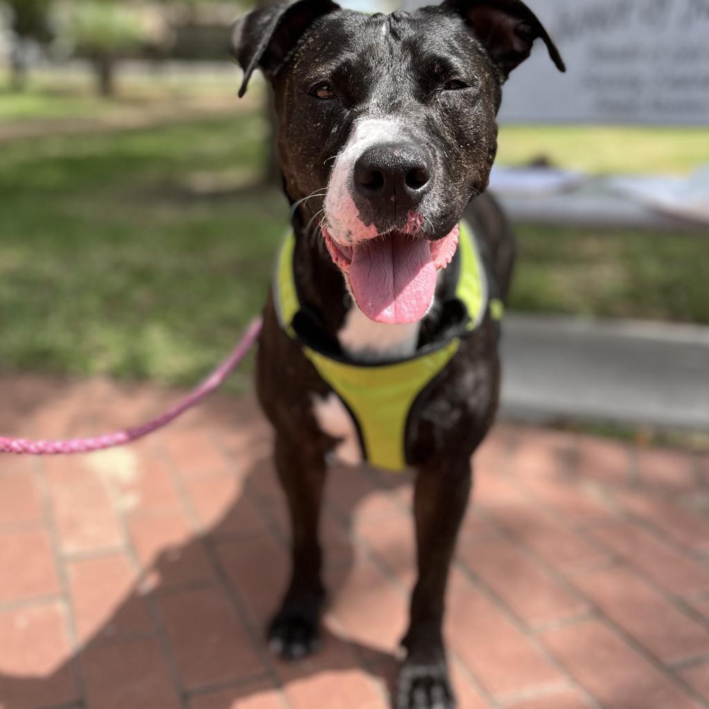 Pork Chop, an adoptable American Staffordshire Terrier in Corpus Christi, TX, 78415 | Photo Image 3