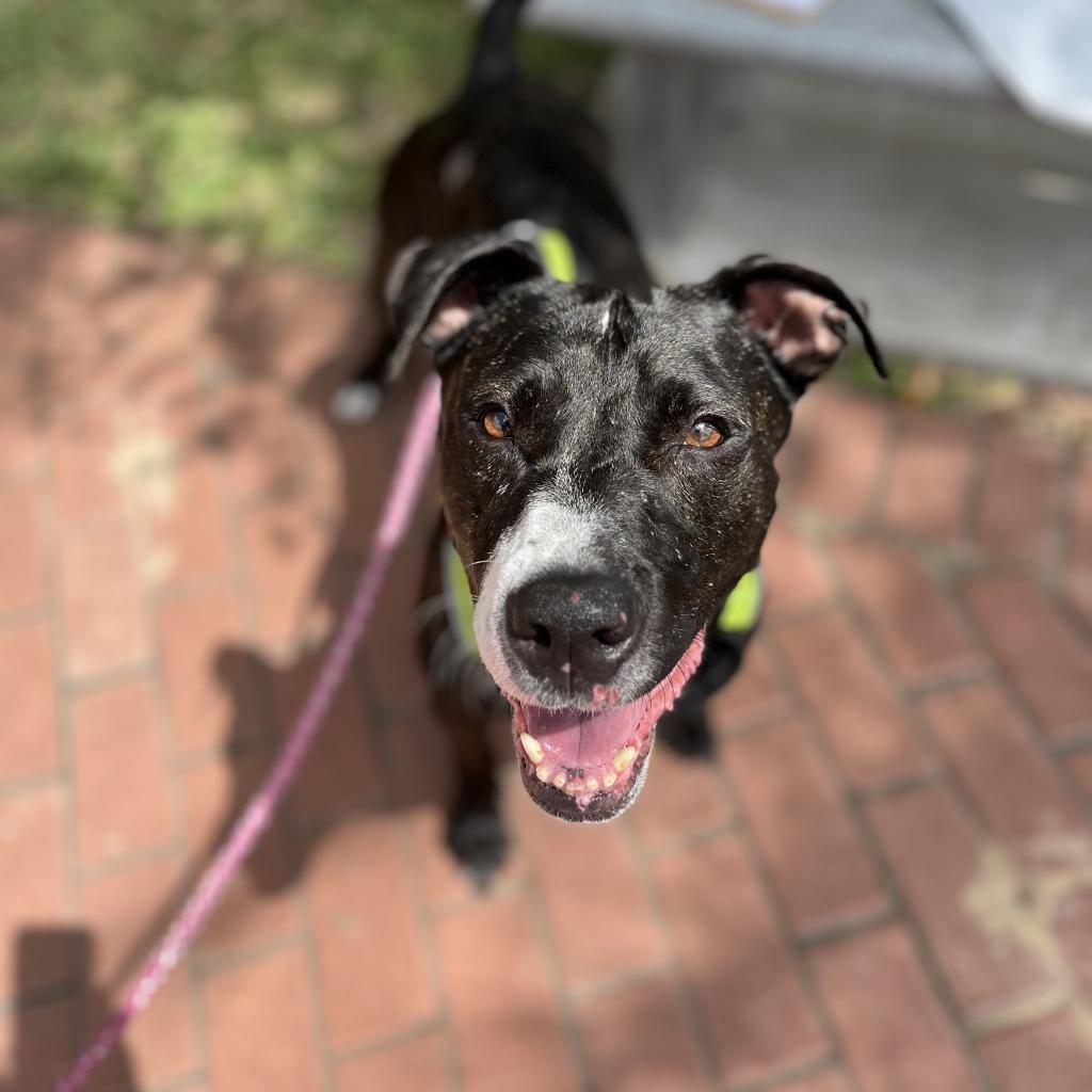 Pork Chop, an adoptable American Staffordshire Terrier in Corpus Christi, TX, 78415 | Photo Image 4