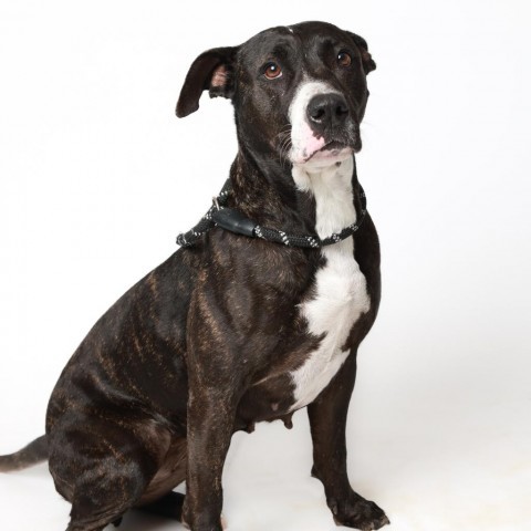 Pork Chop, an adoptable American Staffordshire Terrier in Corpus Christi, TX, 78415 | Photo Image 5