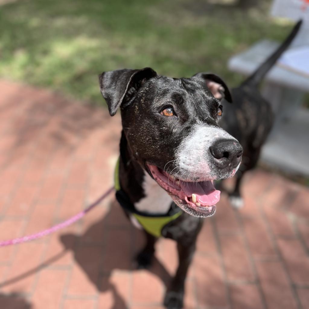 Pork Chop, an adoptable American Staffordshire Terrier in Corpus Christi, TX, 78415 | Photo Image 5