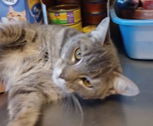 Petfinder search hot sale cats