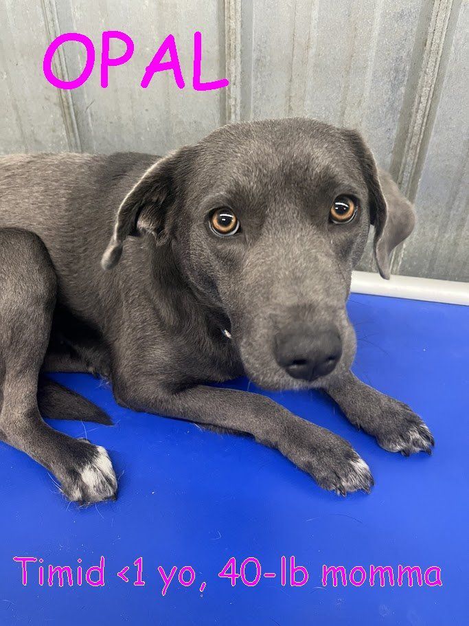 Dog for adoption - OPAL, a Weimaraner & Blue Lacy Mix in Jerome, ID ...