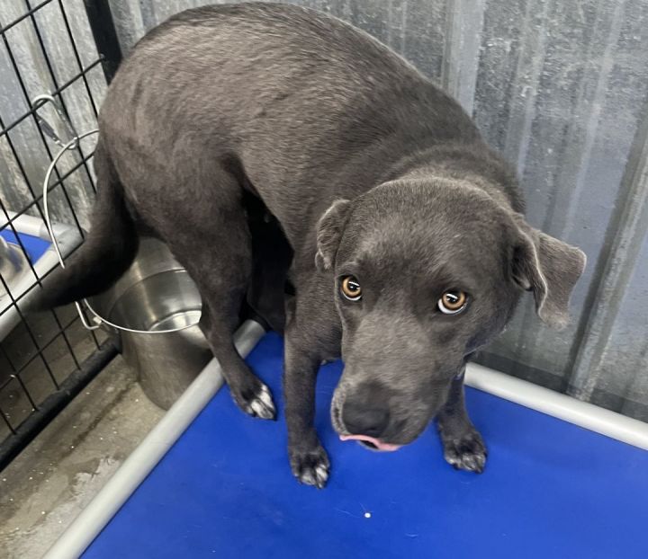 Dog for adoption - OPAL, a Weimaraner & Blue Lacy Mix in Jerome, ID ...