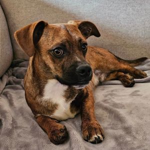 Dogs for adoption hot sale near me petfinder