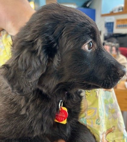 Petfinder flat hot sale coated retriever