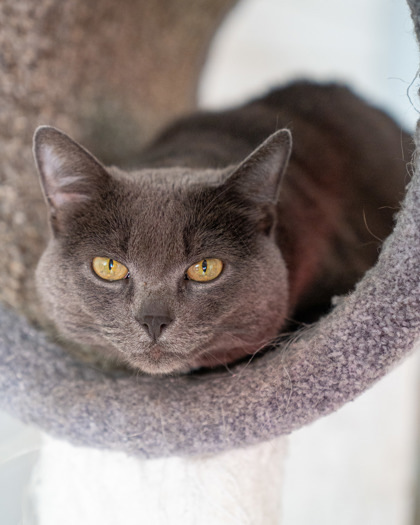 Viggo, an adoptable Russian Blue, Domestic Short Hair in Pequot Lakes, MN, 56472 | Photo Image 2