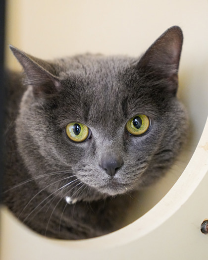 Viggo, an adoptable Russian Blue, Domestic Short Hair in Pequot Lakes, MN, 56472 | Photo Image 3