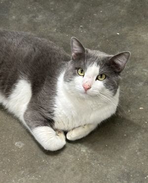 Adoptable Adult Cats