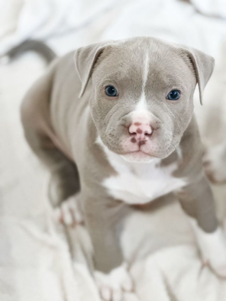 Baby pitbull best sale grey blue eyes