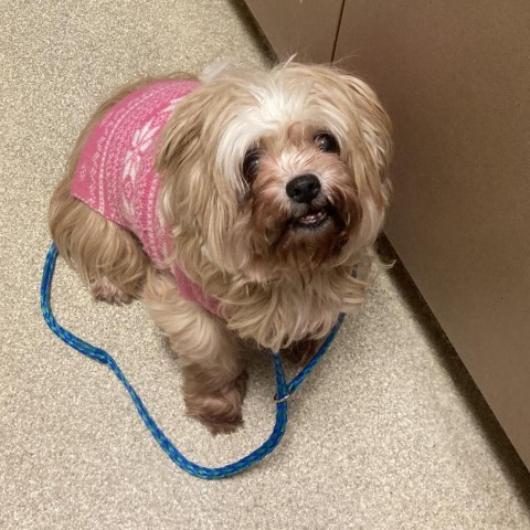 Hattie, an adoptable Havanese in South Elgin, IL, 60177 | Photo Image 1