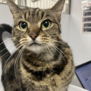 Meet Tomlynn a 2-year-old female brown tabby with a sweet disposition thats sure to melt your hear