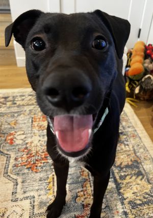 Animal Profile Cody is an estimated 9-month-old 50 lb neutered male lab mix p