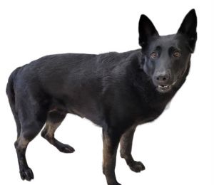RAVEN German Shepherd Dog Dog
