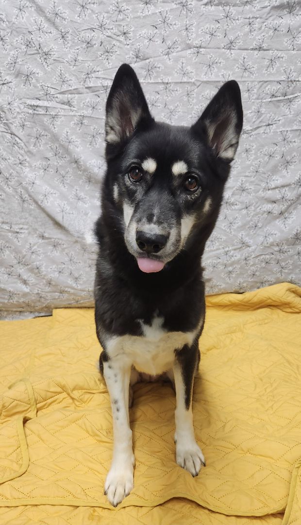 Australian cattle dog sales siberian husky mix