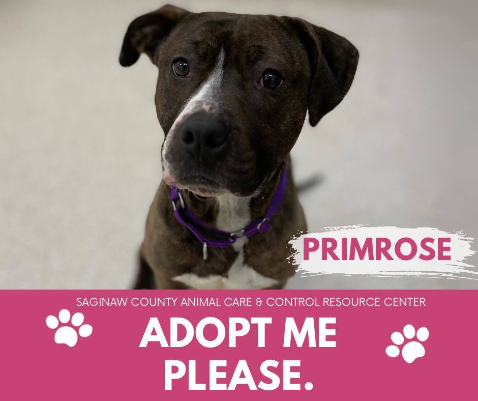 PRIMROSE, an adoptable Pit Bull Terrier in Saginaw, MI, 48602 | Photo Image 1