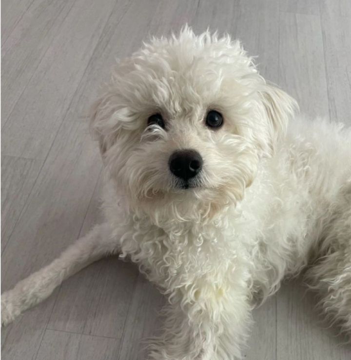 Bichon frise outlet mini poodle mix