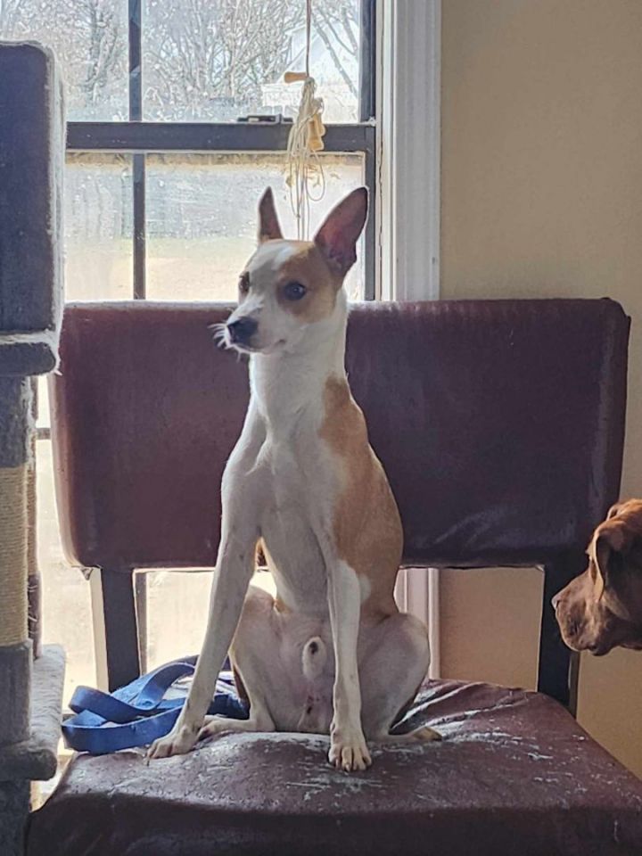 Basenji mutt best sale