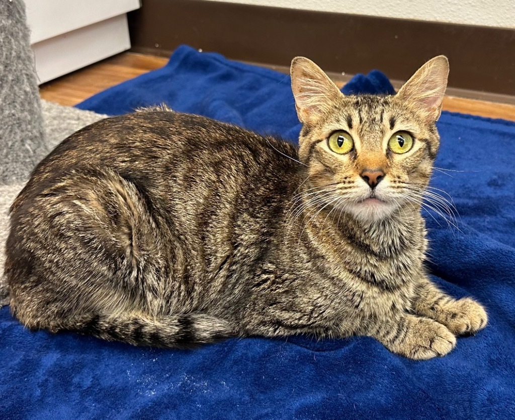 1/10/24 - Momma Camellia Aurora, an adoptable Domestic Short Hair in Stillwater, OK, 74074 | Photo Image 1