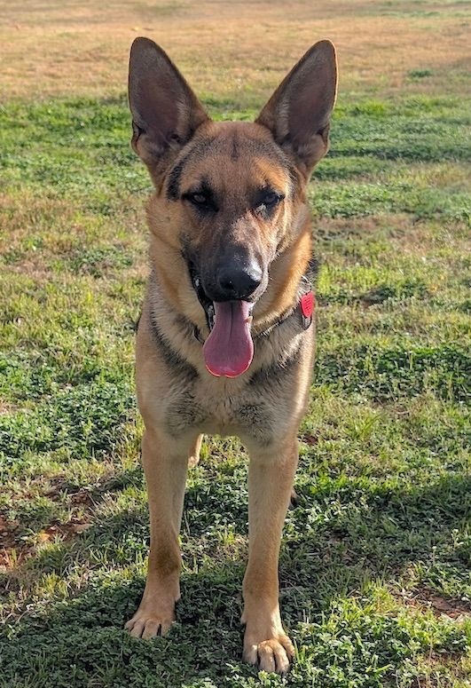 Dog for adoption Brodie a German Shepherd Dog in Austin TX