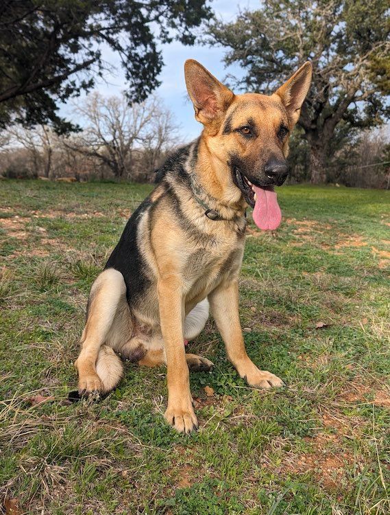 Dog for adoption Brodie a German Shepherd Dog in Austin TX