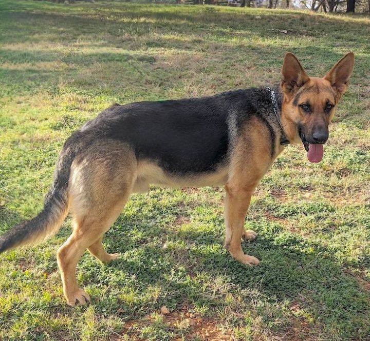 Dog for adoption Brodie a German Shepherd Dog in Austin TX