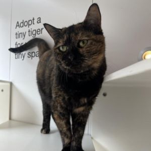 Meet Hazel Deen a charming 1-year-old tortoiseshell cat with a lovely and unique appearance Hazel 