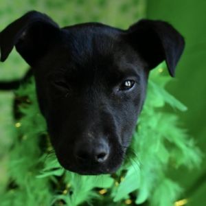 Midnight American Staffordshire Terrier Dog