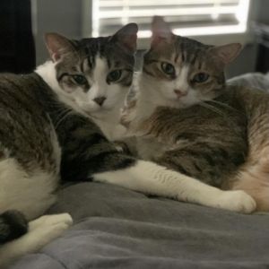 Meet Dallas and Dakota the sweetest pair of feline brothers youll ever encounter These young cats