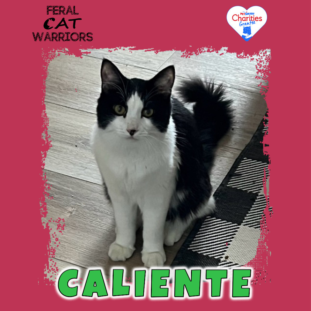 Caliente, an adoptable Domestic Long Hair in Kingman, AZ, 86401 | Photo Image 1