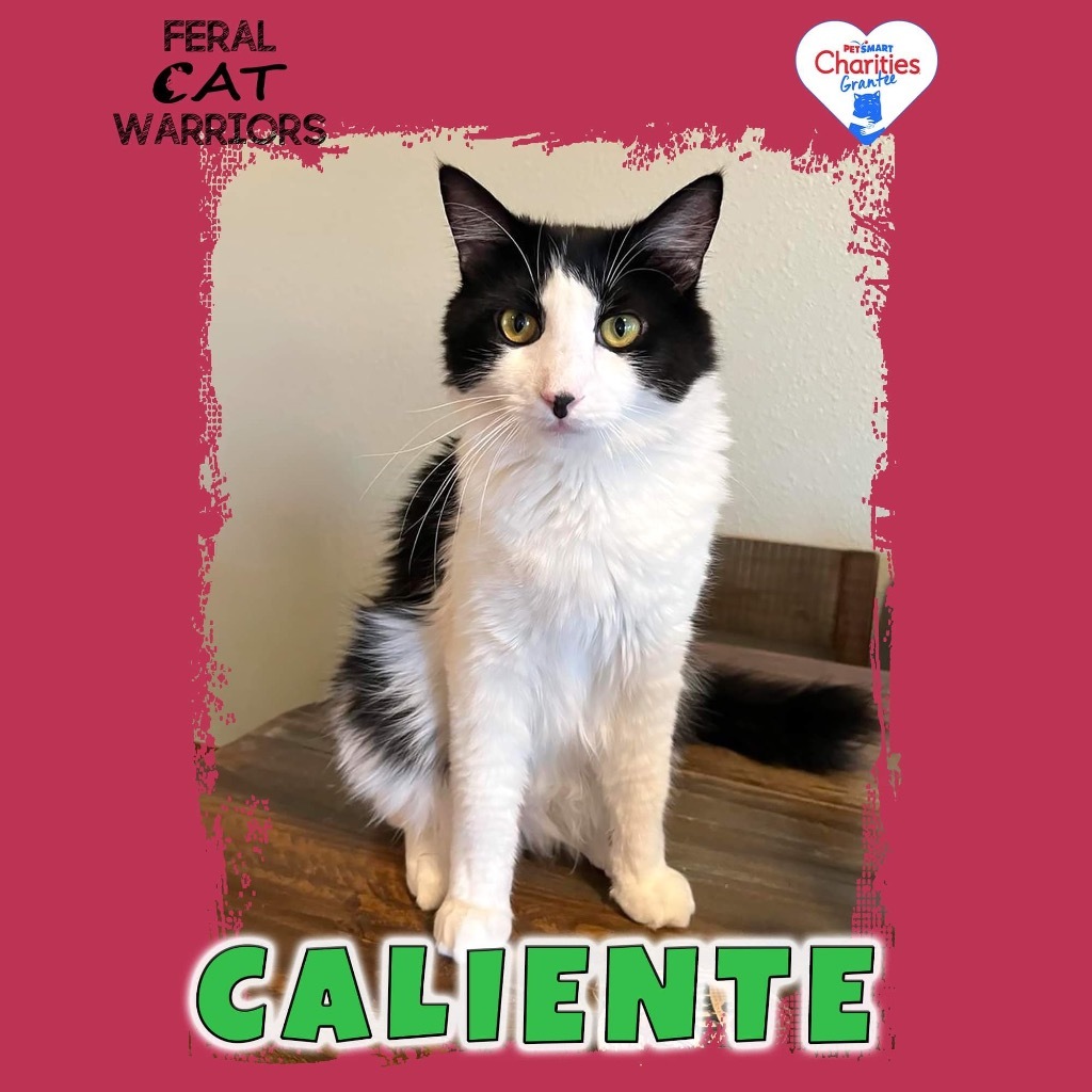 Caliente, an adoptable Domestic Long Hair in Kingman, AZ, 86401 | Photo Image 2