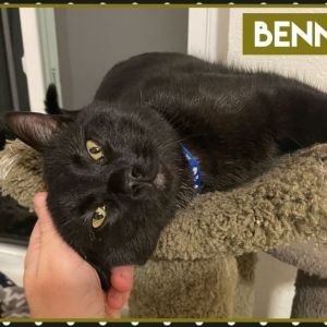 Benny is a one-year-old shiny jet-black sweetheart who loves to be held like a baby snuggled into
