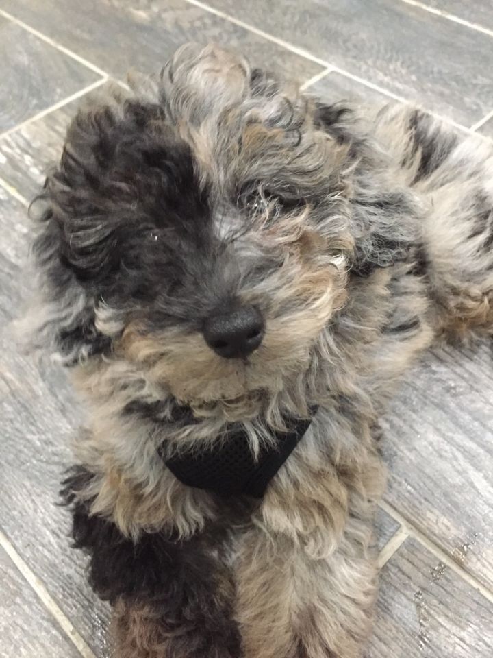 Petfinder aussiedoodle sales