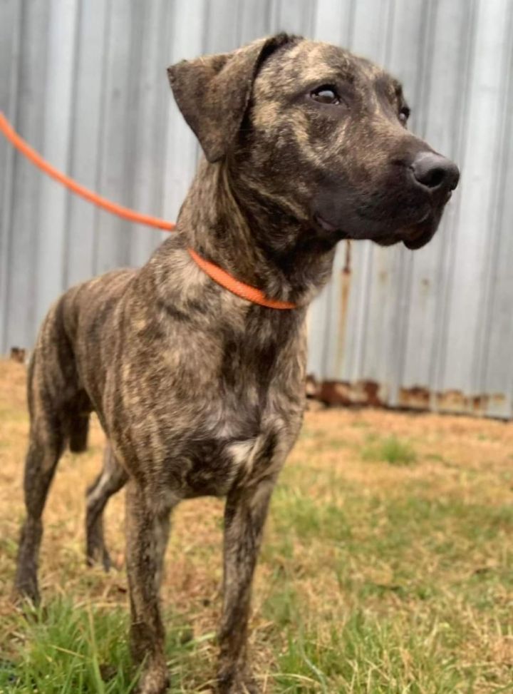 Rocky best sale mountain cur