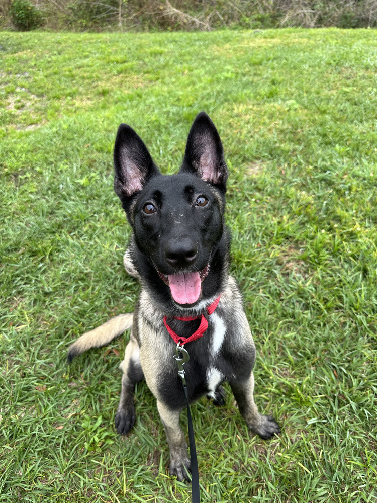 Lucky - Located in Florida, an adoptable Belgian Shepherd / Malinois in Imlay City, MI, 48444 | Photo Image 2