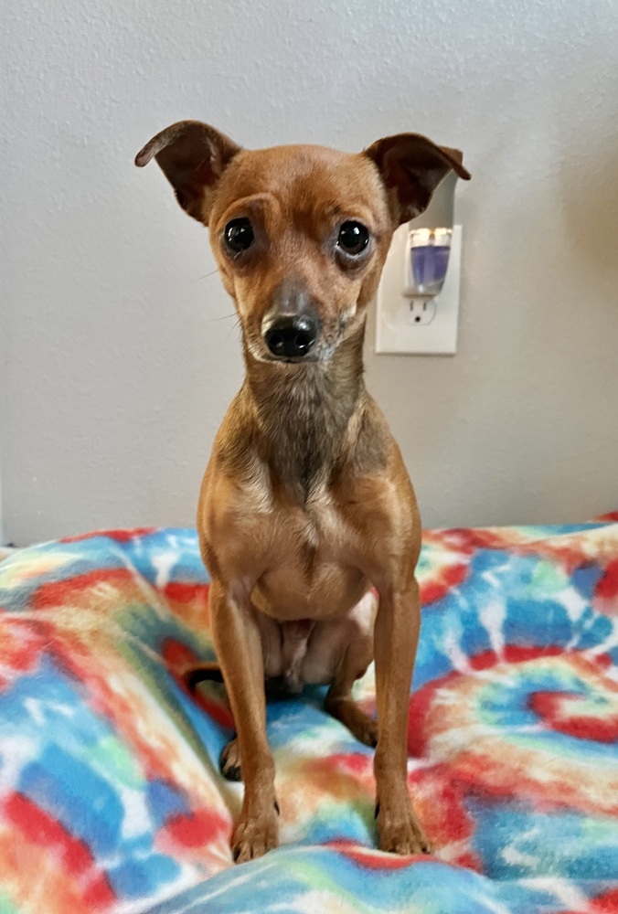 Finch, an adoptable Miniature Pinscher, Chihuahua in Boulder, CO, 80305 | Photo Image 1