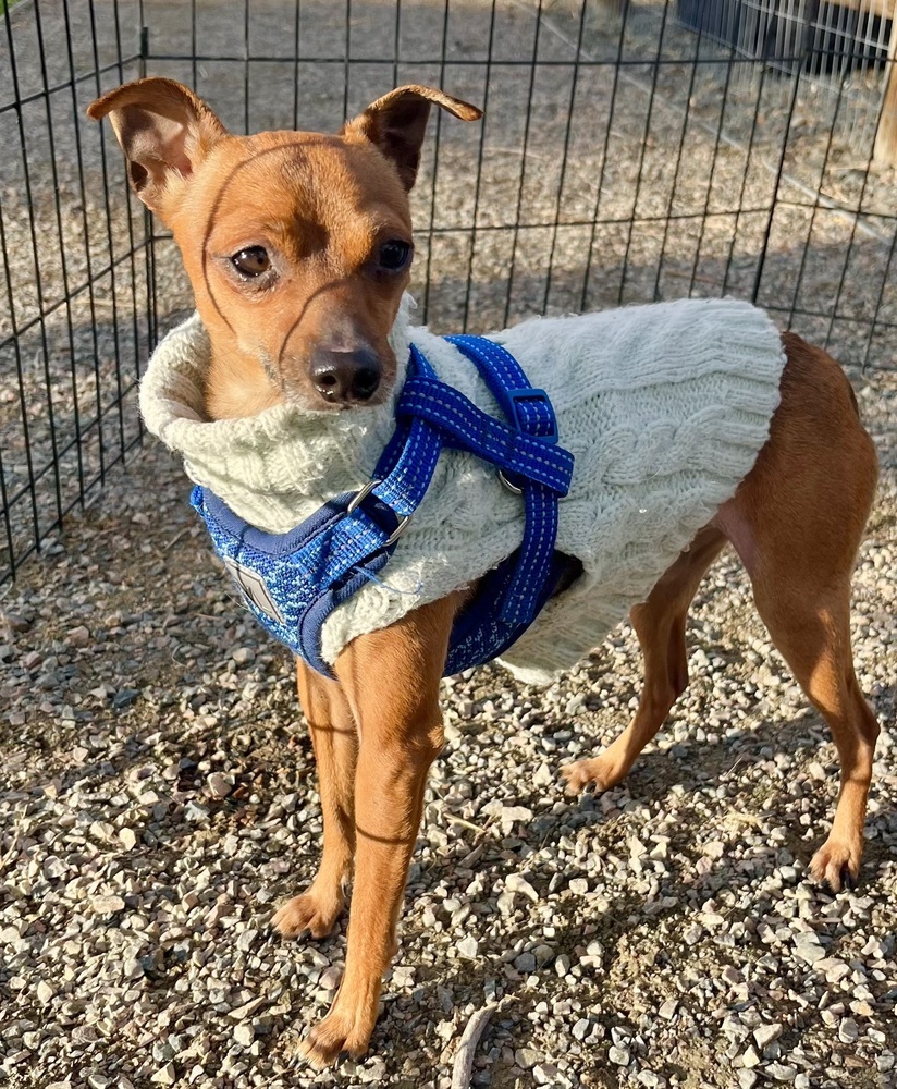 Finch, an adoptable Miniature Pinscher, Chihuahua in Boulder, CO, 80305 | Photo Image 2