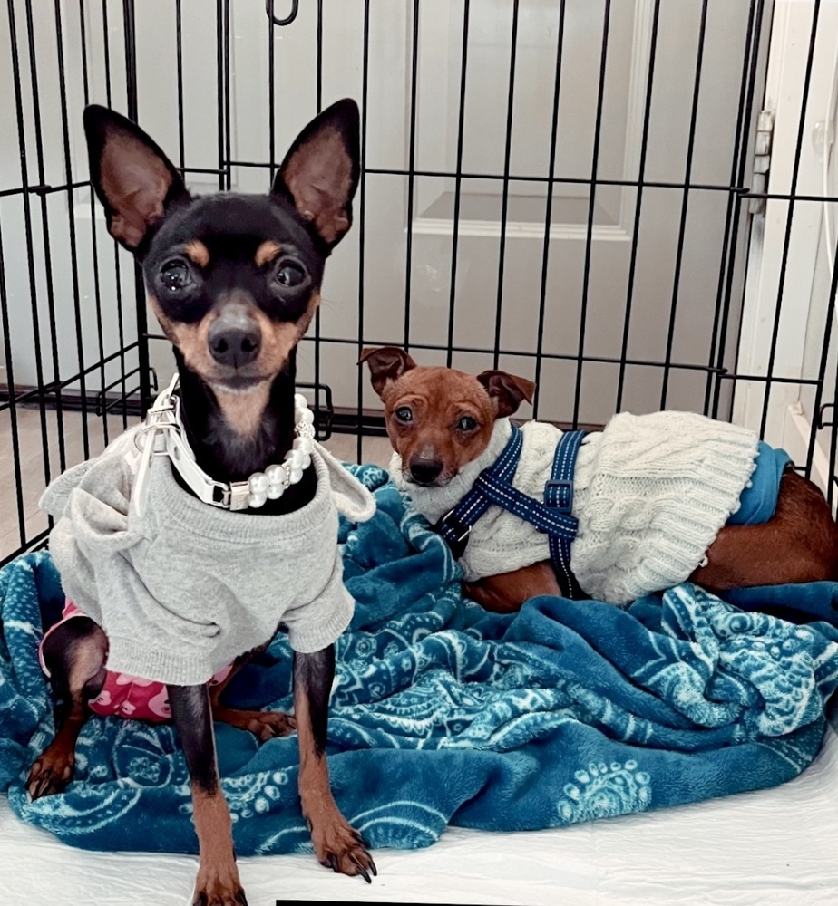 Finch, an adoptable Miniature Pinscher, Chihuahua in Boulder, CO, 80305 | Photo Image 3