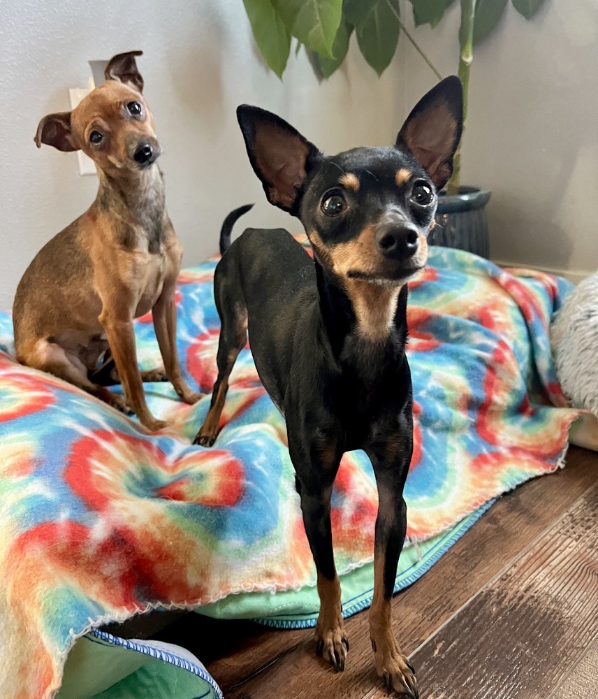 Finch, an adoptable Miniature Pinscher, Chihuahua in Boulder, CO, 80305 | Photo Image 4